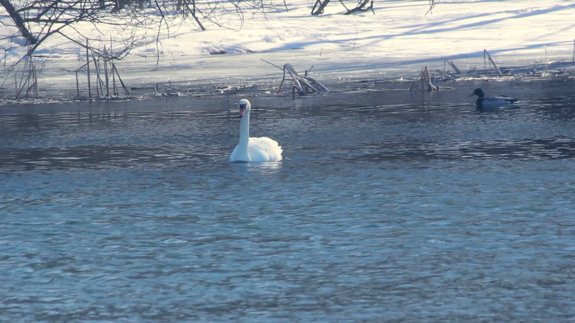 冬鸟白天鹅在冷水中与鸭子在冬河中游泳视频的预览图
