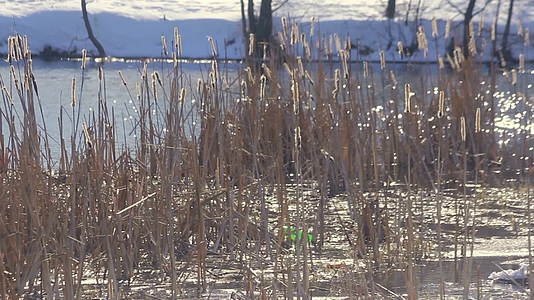 冬天湖面上的干芦苇在阳光下的芦苇在冬天的湖面上的阳光反射视频的预览图