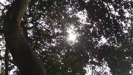夏天的阳光照耀在12月的高山树冠上视频的预览图