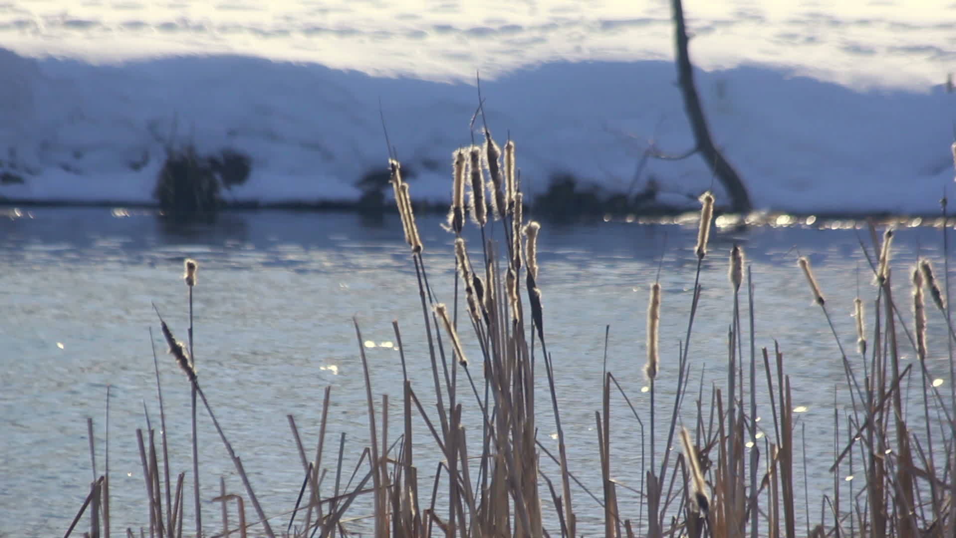冬季湖干芦苇在冬季摇曳冬季景观冬季河岸视频的预览图