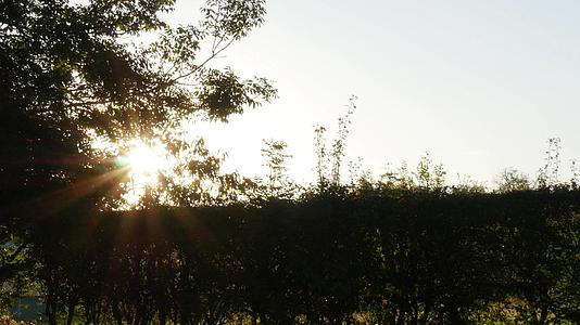 太阳穿过树叶视频的预览图