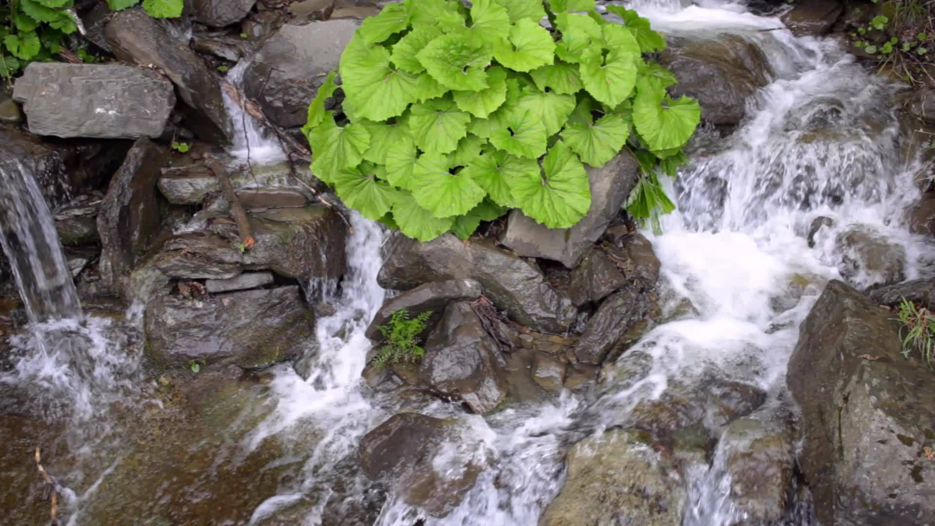 瀑布的石头上生长着野生河流的石头绿树视频的预览图
