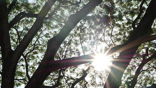 树枝后面有明亮的太阳光束用树叶和树枝照亮视频的预览图