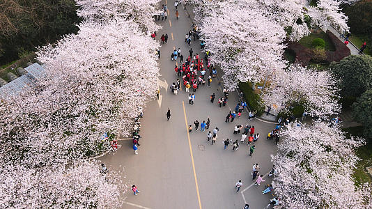 三月春天樱花季街景人流4k素材视频的预览图