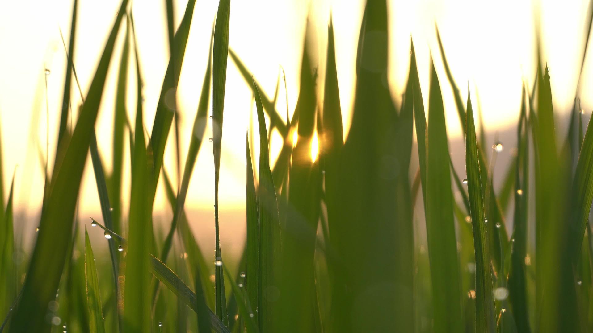 阳光弥散在绿草中视频的预览图