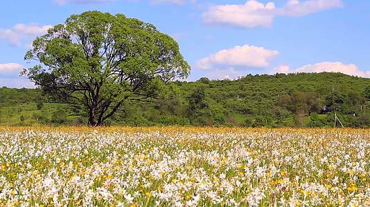 水仙花在春天阳光明媚的日子里开满了生长在田野里的水仙花视频的预览图