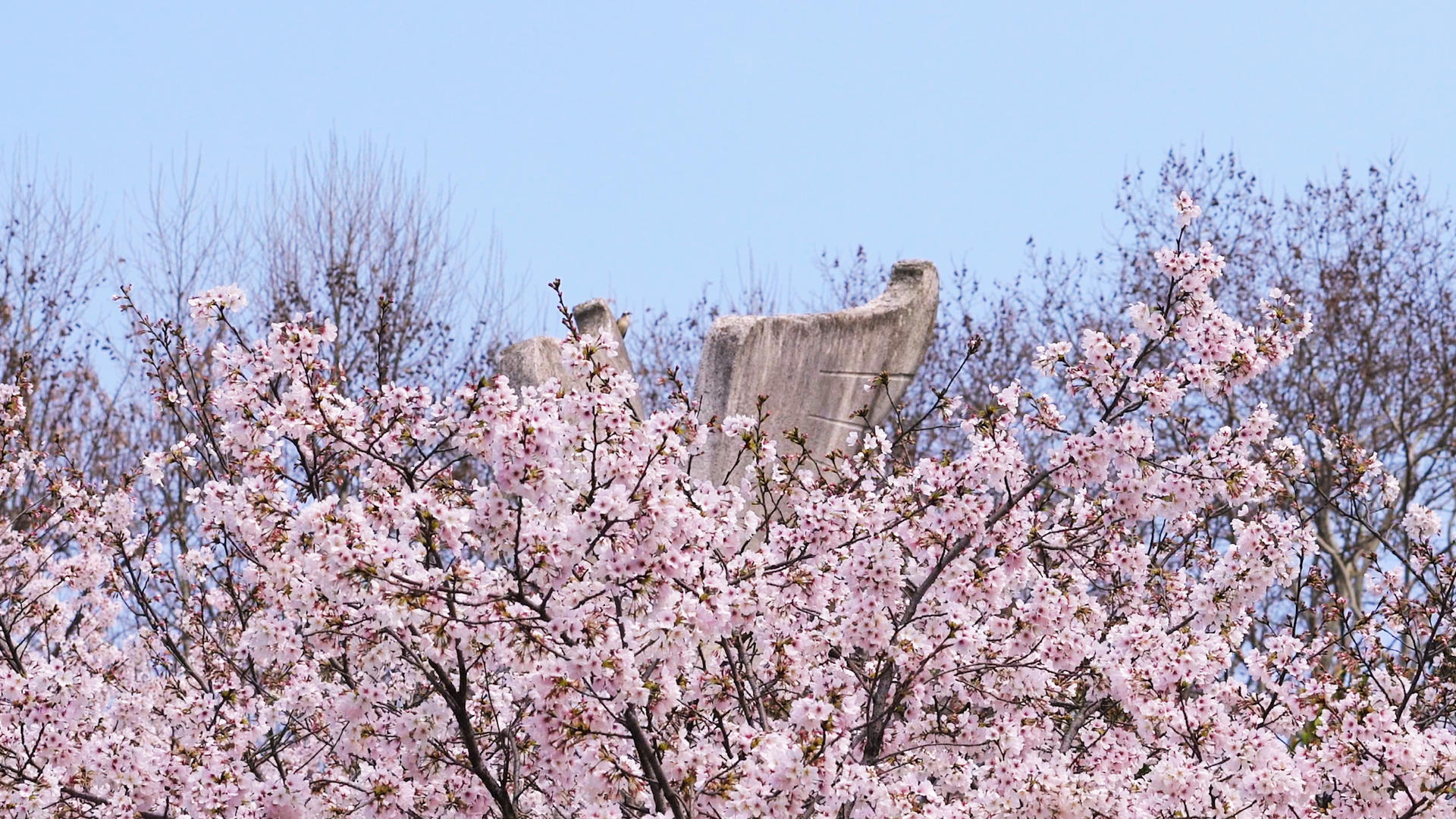 三月春季春天樱花季盛开的樱花树4k素材视频的预览图