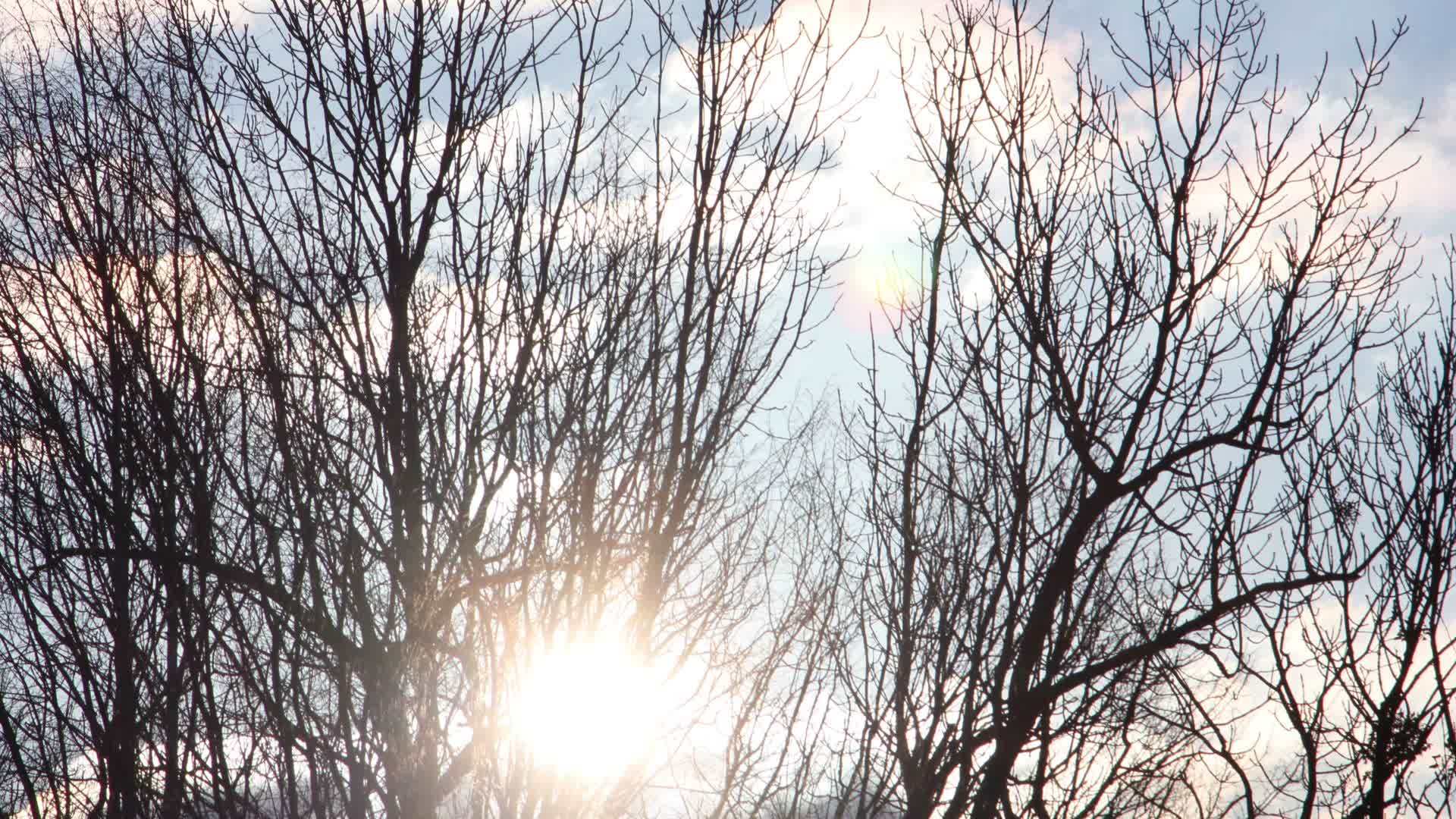 太阳在树下视频的预览图