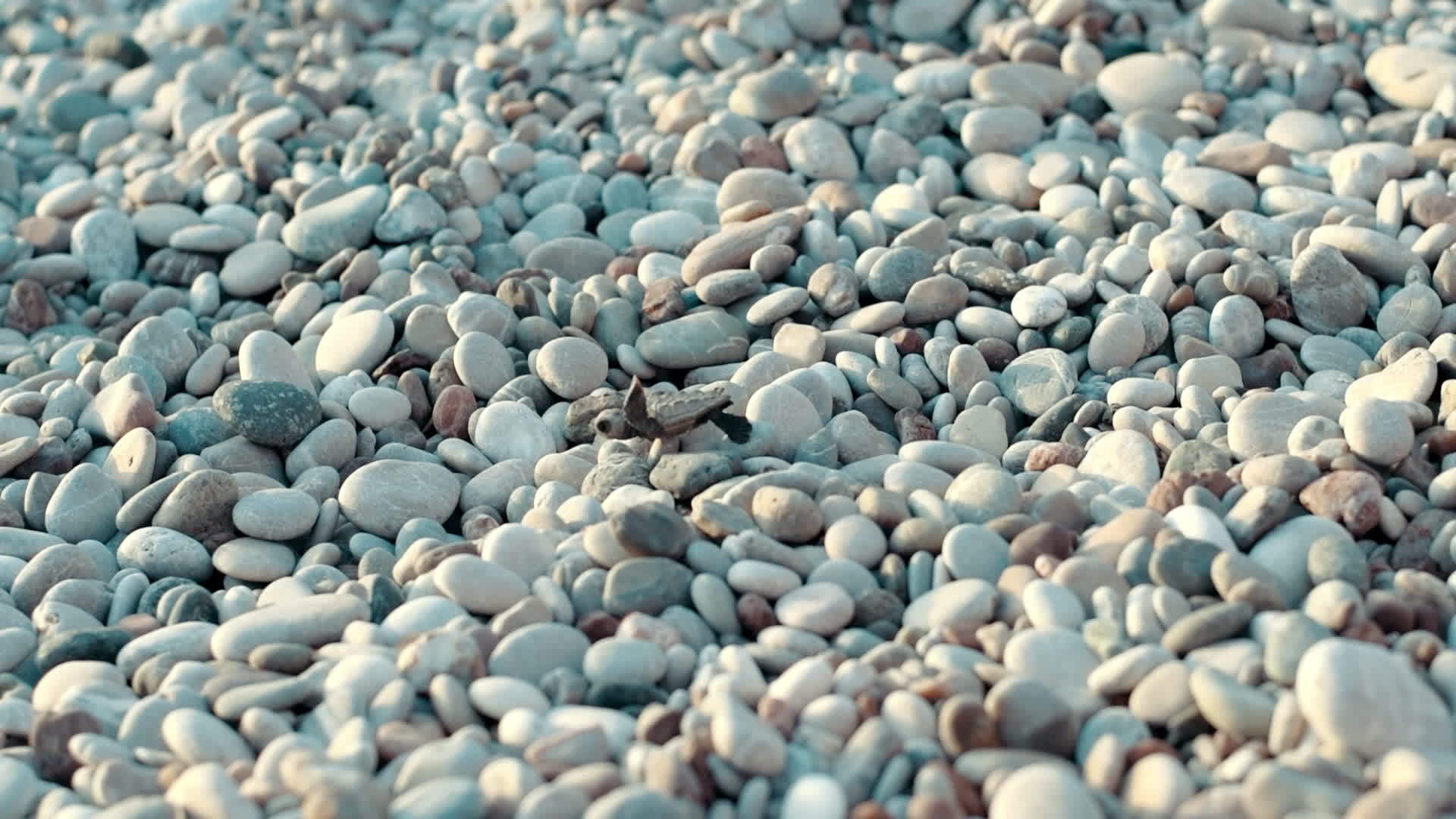 鹅暖石空镜堆放在沙滩上视频的预览图