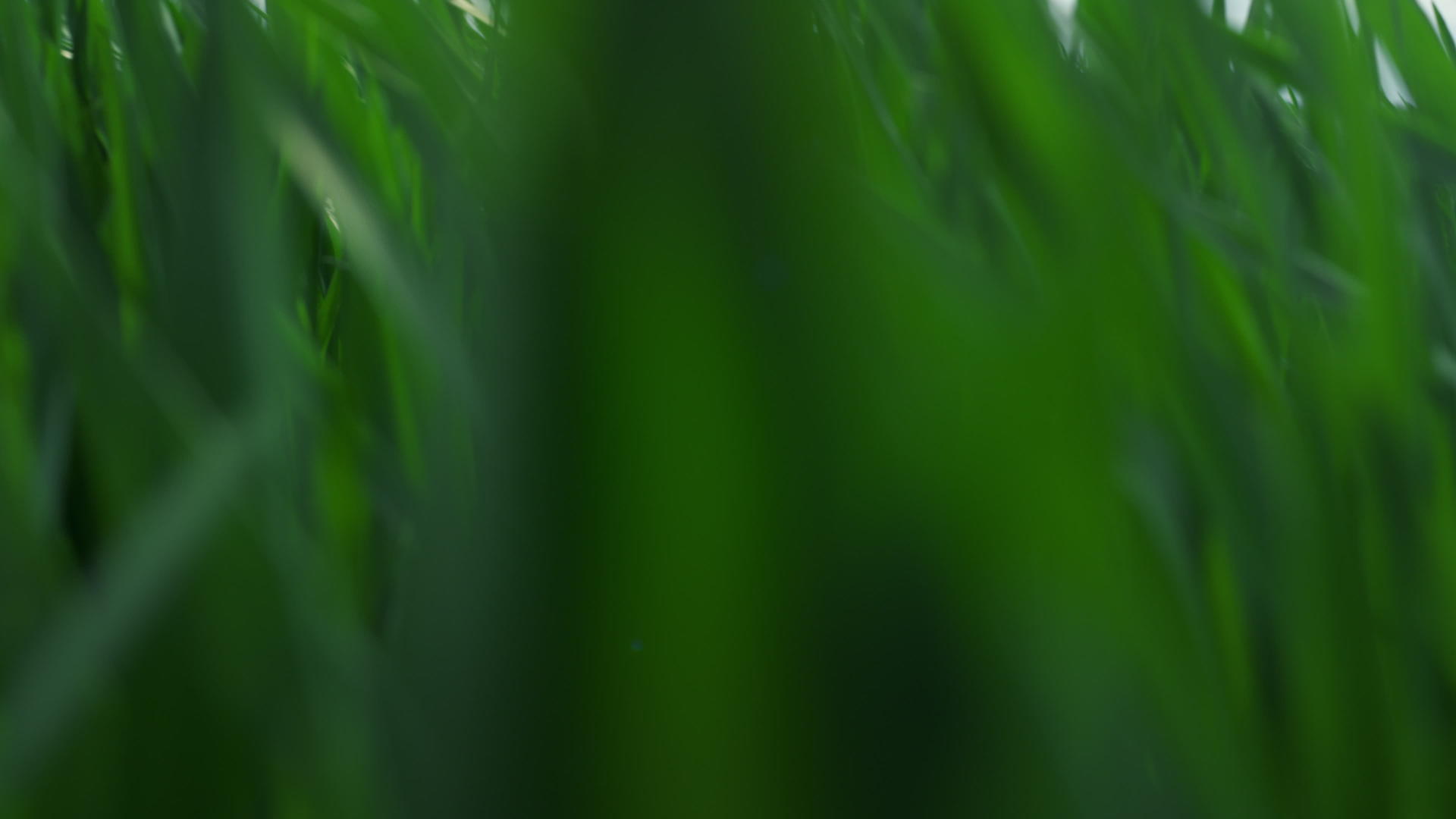 小麦绿色生长在日落、夏季农田和草地上视频的预览图