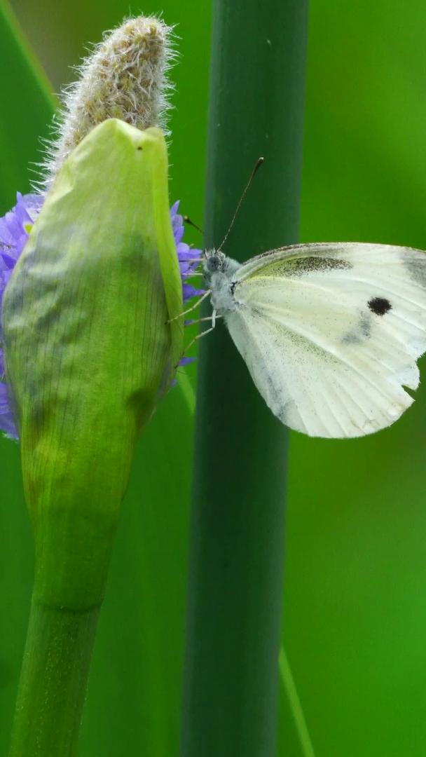 白蝴蝶传播花粉视频的预览图