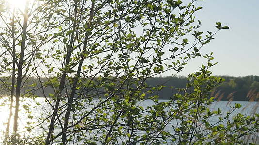 春天清晨在湖边视频的预览图