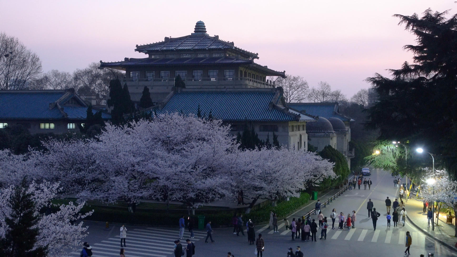 春天樱花季古建筑下观赏盛开樱花的人群4k素材视频的预览图