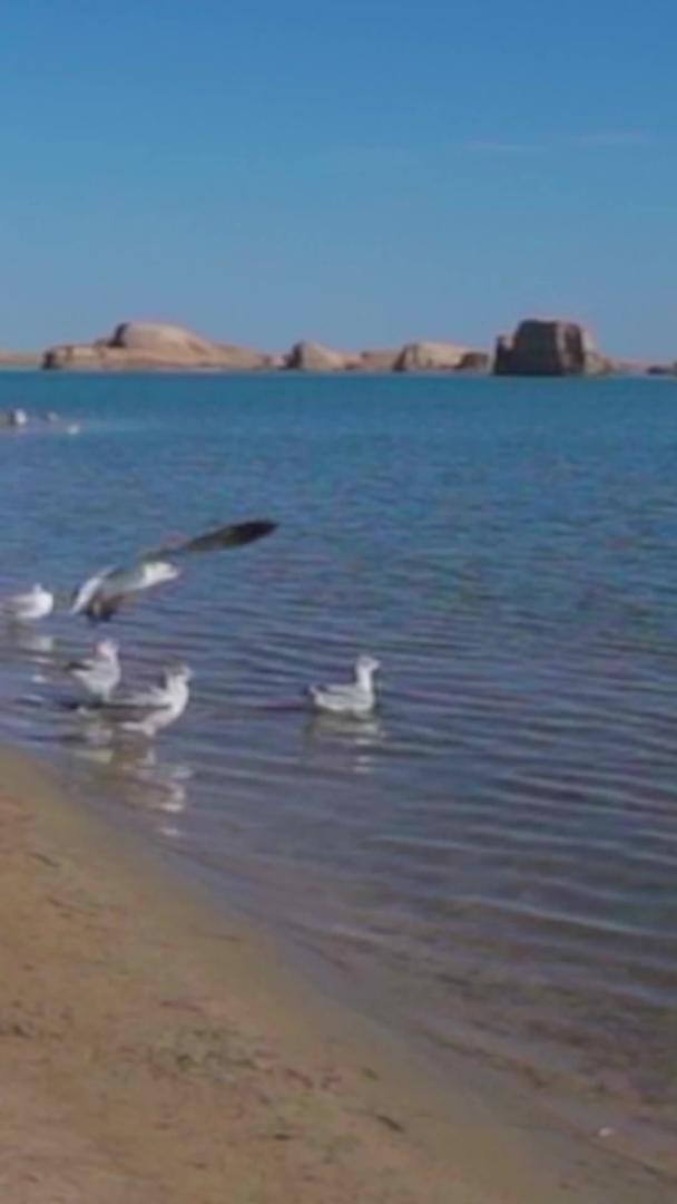 海鸥海面实拍飞翔视频的预览图