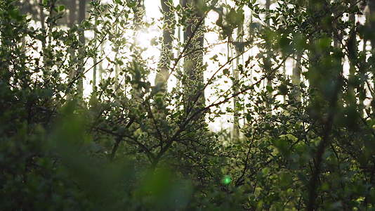 清晨在松林中视频的预览图
