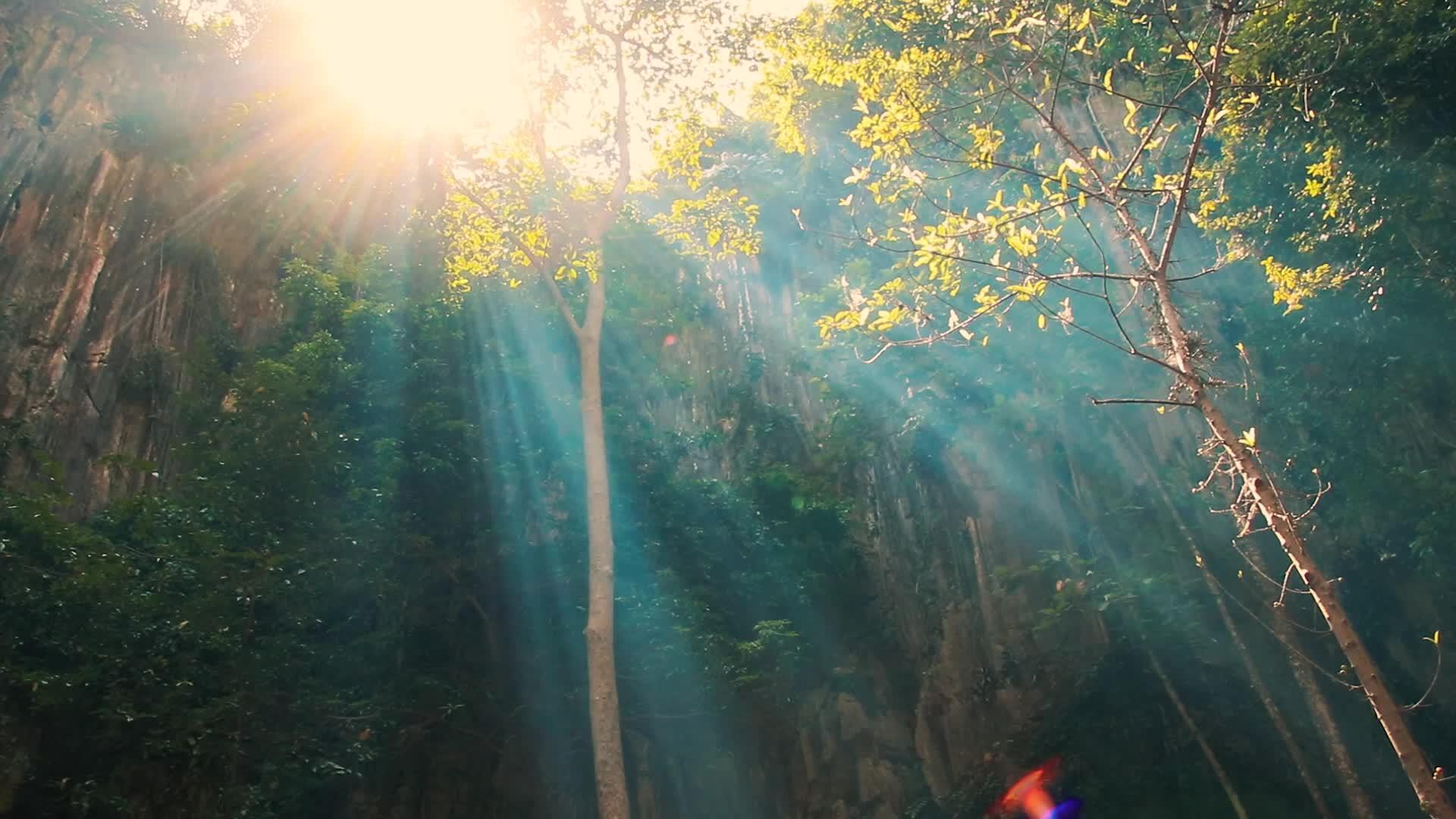 美丽的晨光在森林里视频的预览图