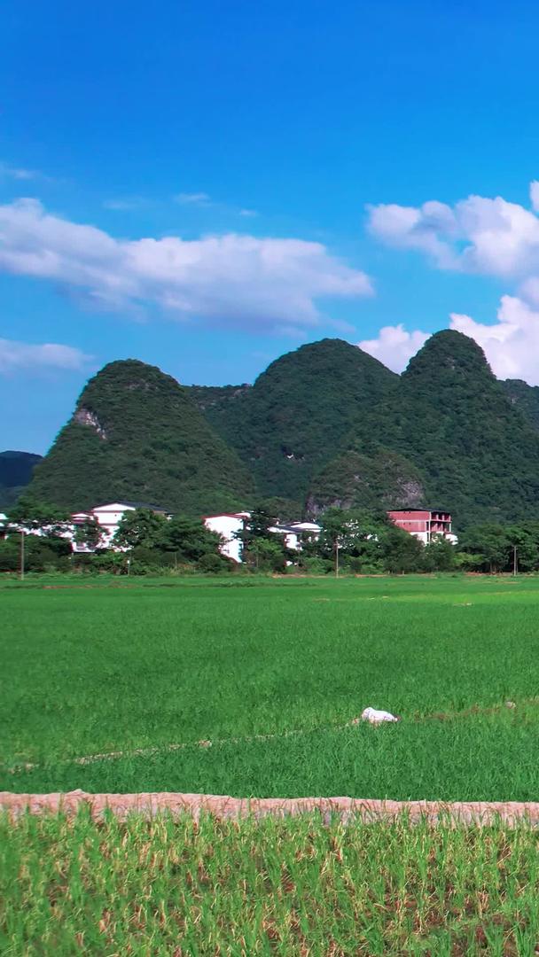 夏季农民农耕稻田风光种植农作物视频的预览图
