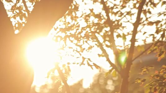 夏日阳光下枝叶的背影视频的预览图