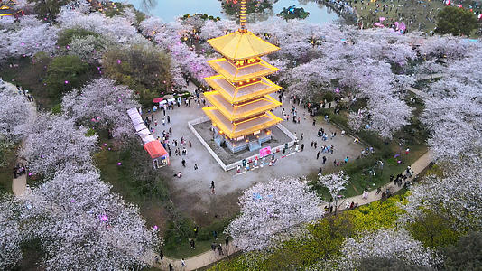 三月春天樱花季日式古建筑下欣赏盛开樱花的人群4k素材视频的预览图