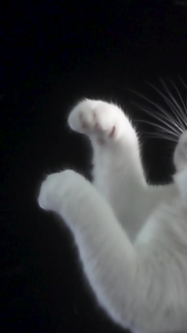 慢动作可爱的宠物猫玩耍视频的预览图