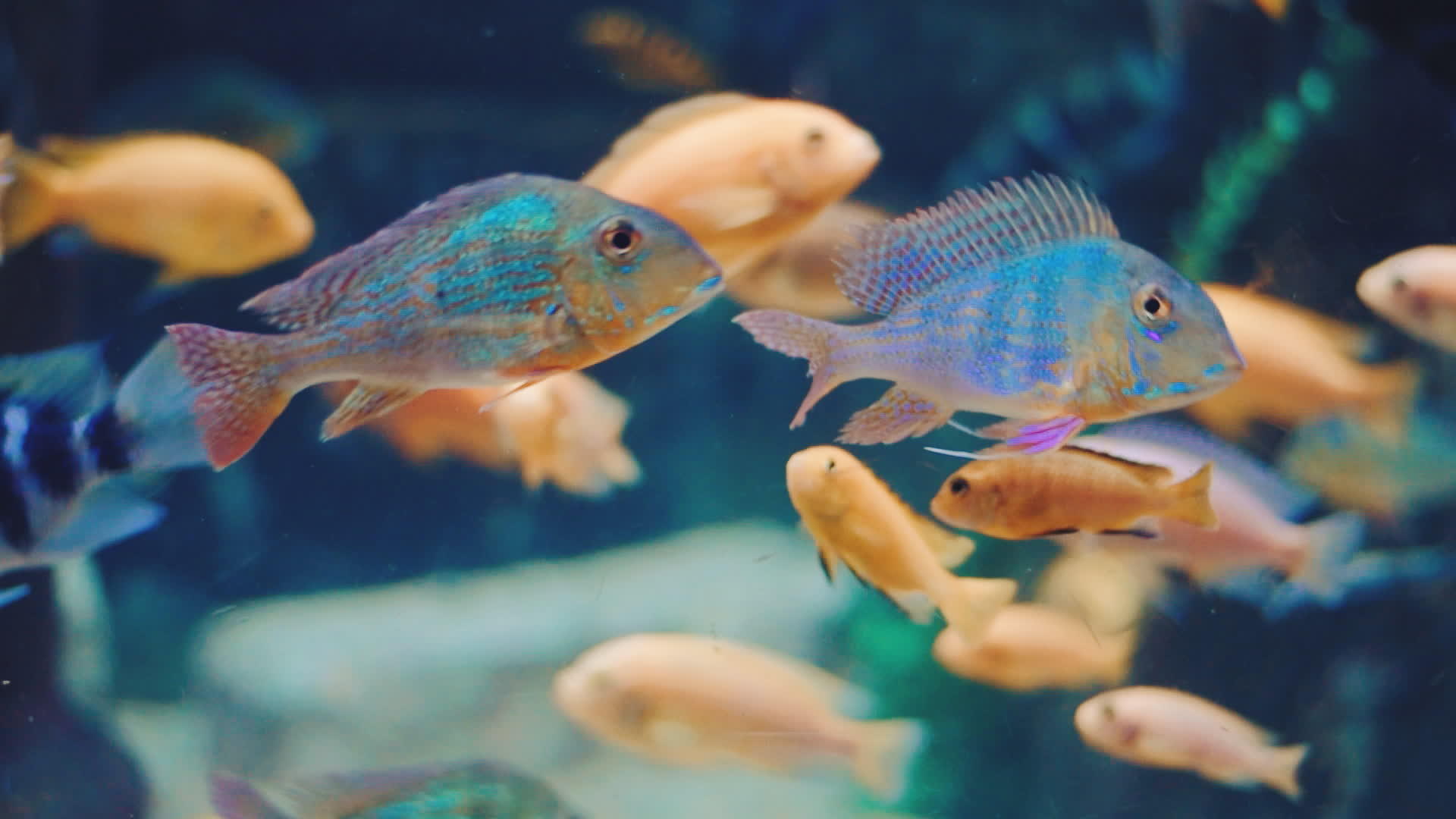 在水族馆里小鱼在玩空镜视频的预览图