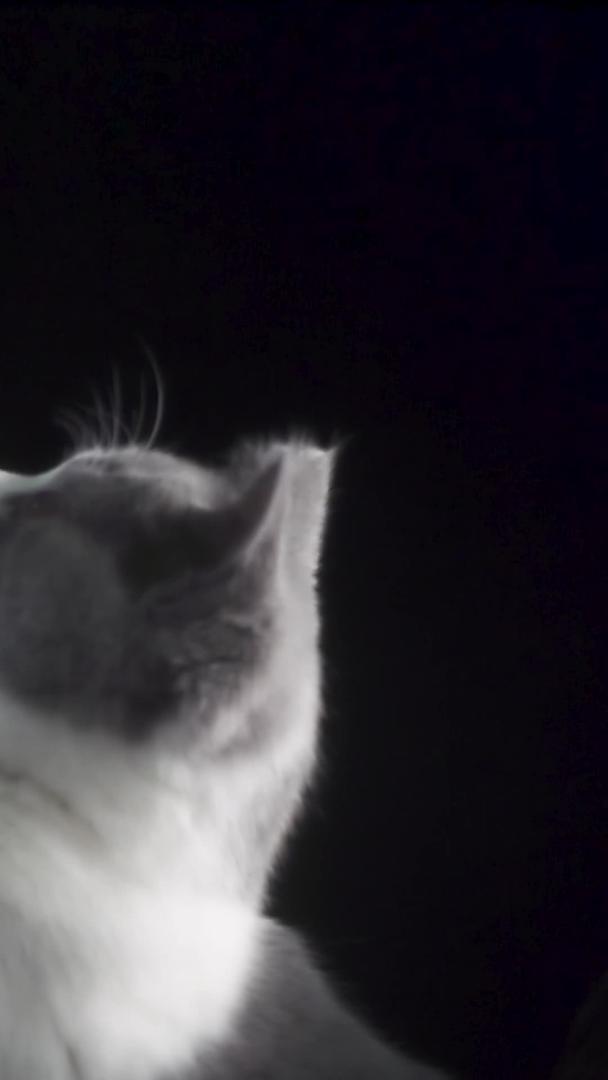 慢动作可爱的宠物猫玩耍视频的预览图