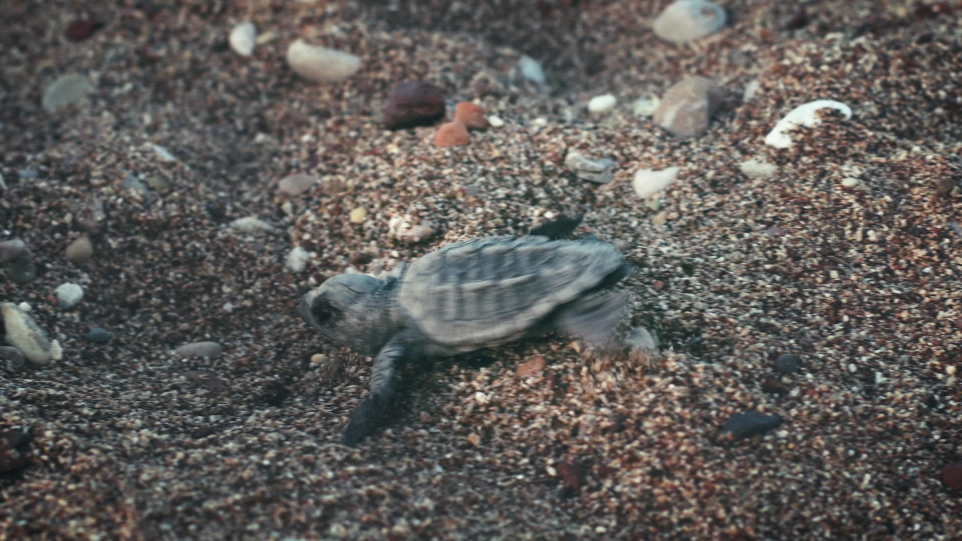 小乌龟慢慢地爬行镜头视频的预览图