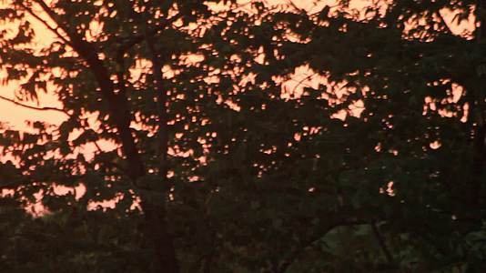 在日落的背面树叶金色的日落森林视频的预览图