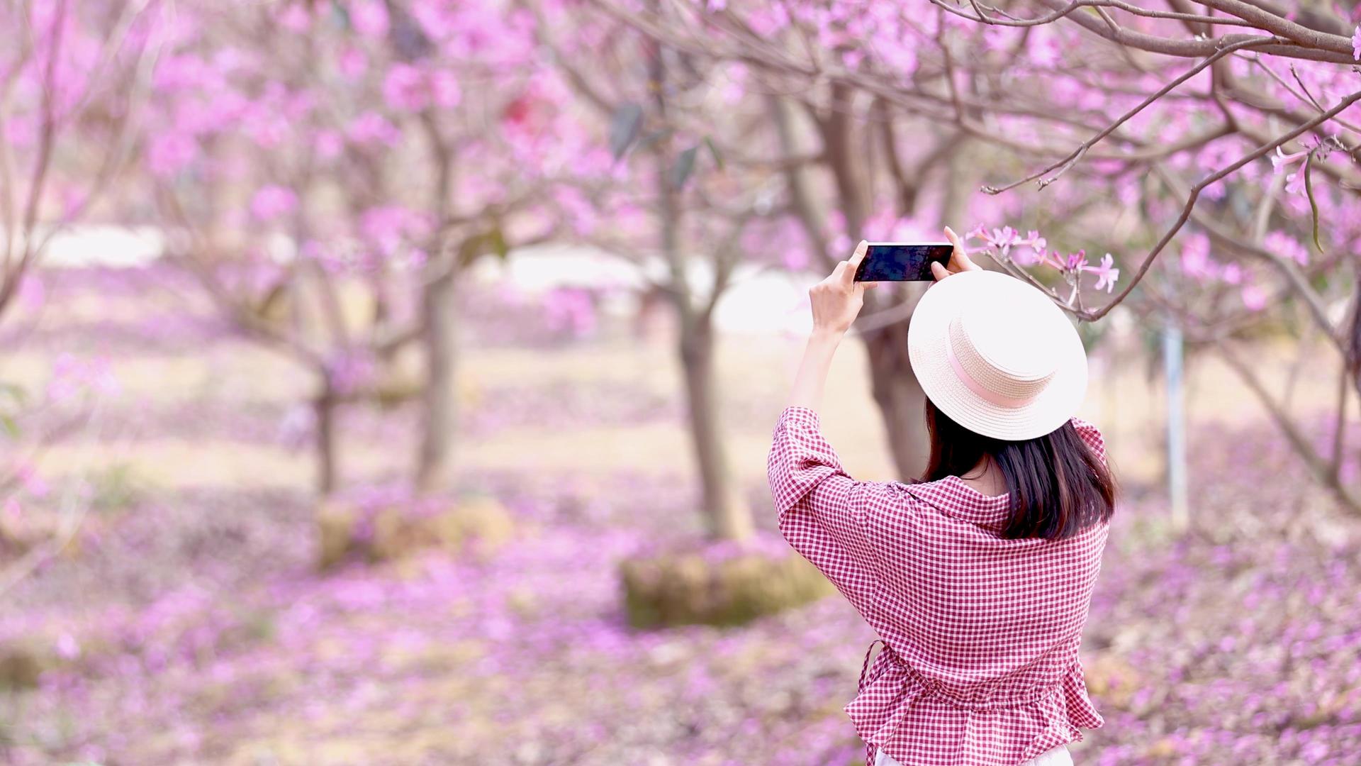 4K实拍春游园林玩耍紫花风铃花网红打卡视频的预览图