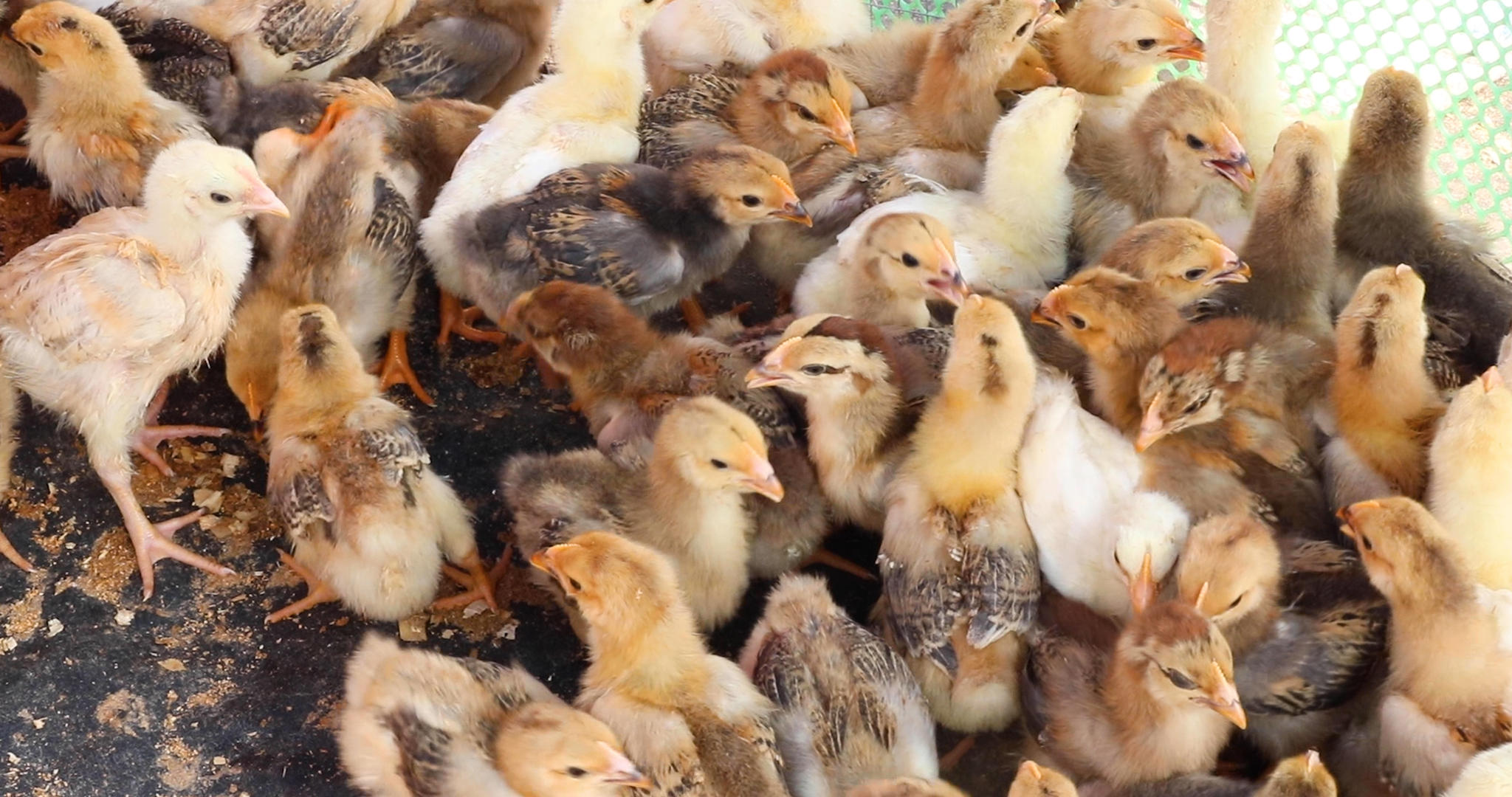 农贸市场小鸡视频的预览图