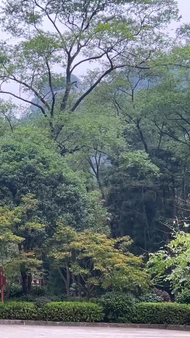 张家界国家森林公园素材湖南5A级旅游景区视频的预览图