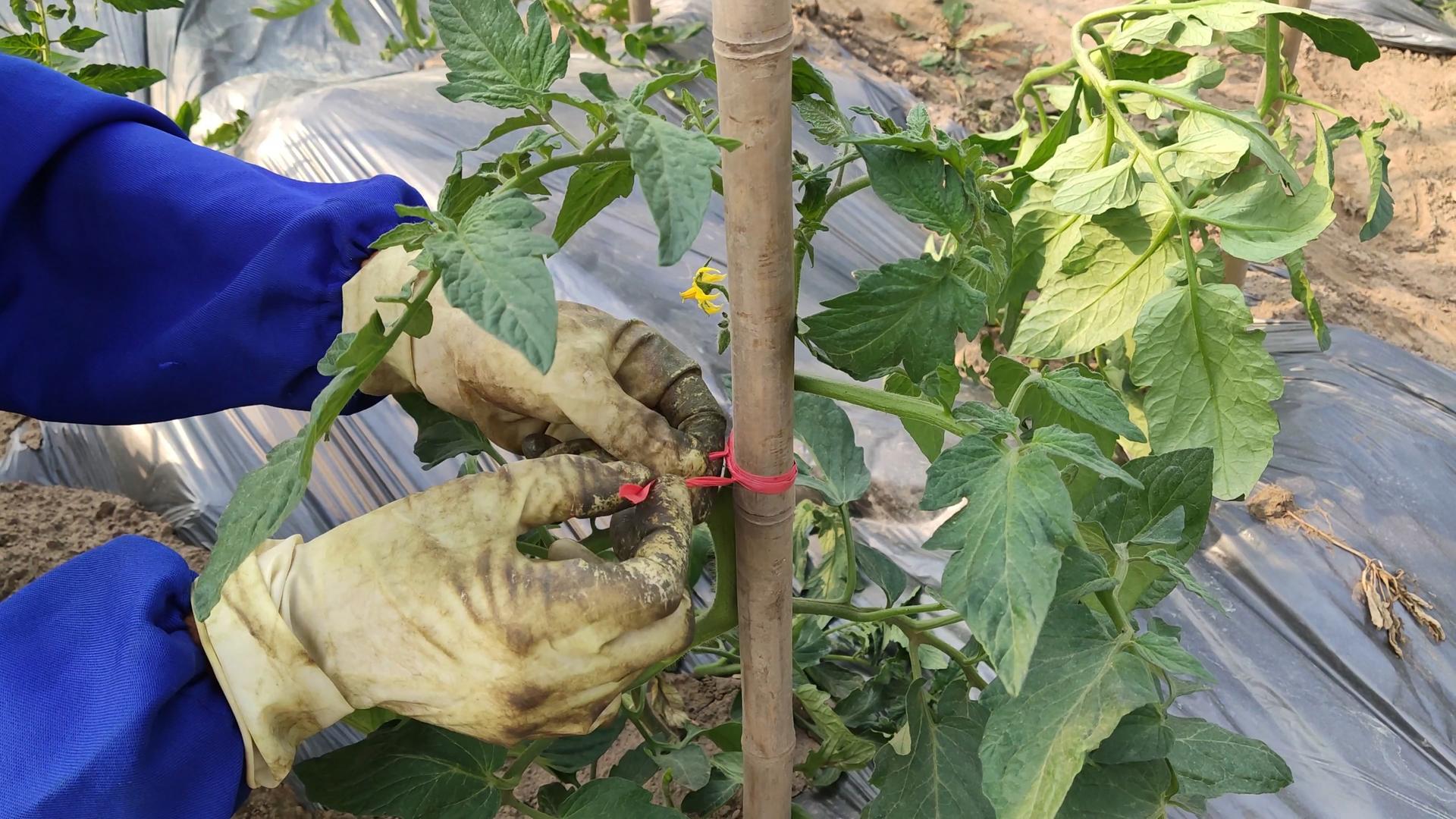 农作物番茄种植基地视频的预览图