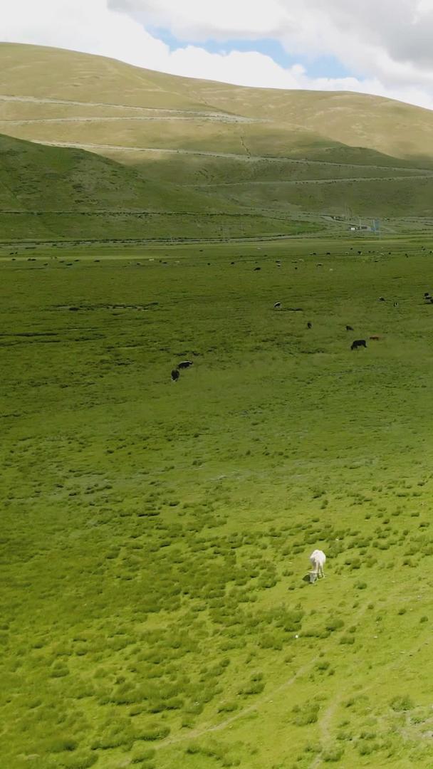 牧场草原河边的牛群视频的预览图