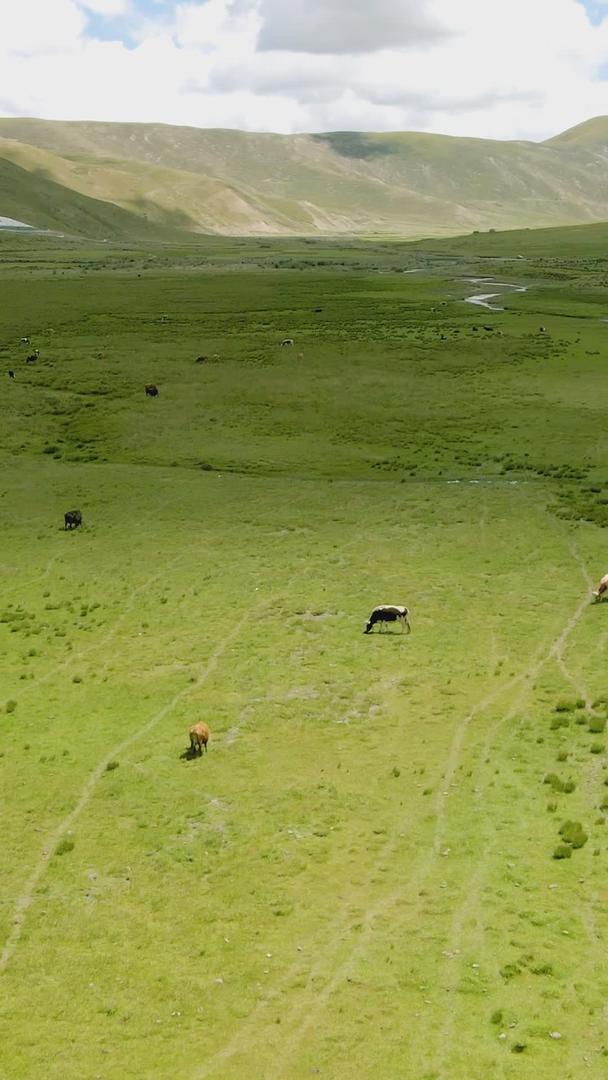 牧场草原河边的牛群视频的预览图