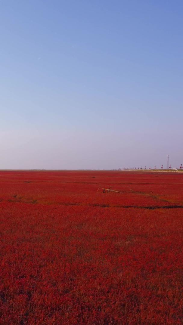 辽宁省盘锦市红海滩国家风景廊5A级风景区湿地视频的预览图