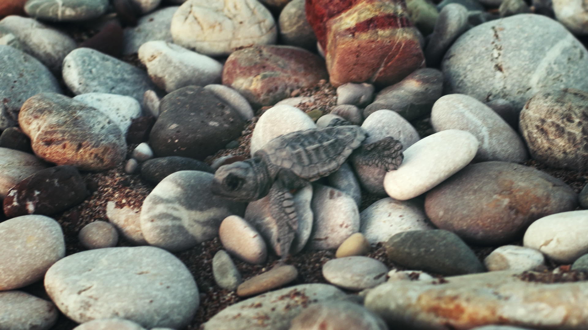 小乌龟慢慢地爬行镜头视频的预览图
