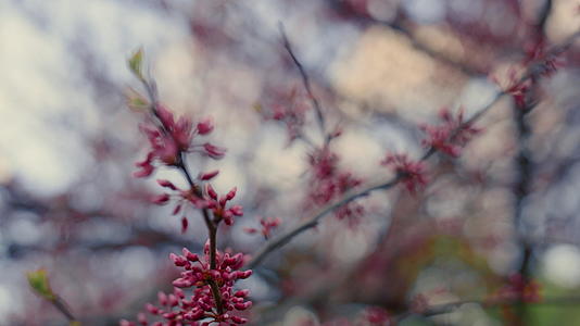 粉红色的樱桃树在温暖的春天开花视频的预览图