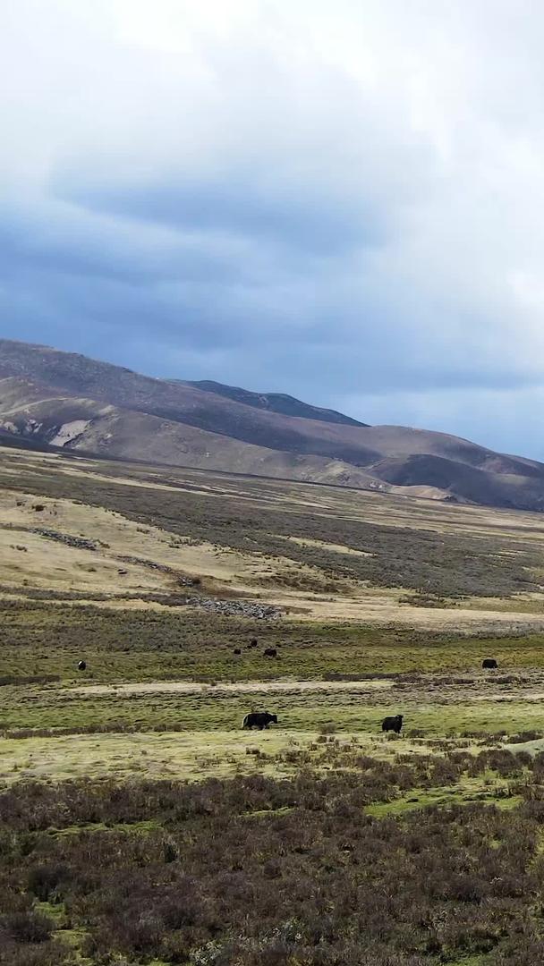 中国大草原风景高原牦牛群航拍视频的预览图