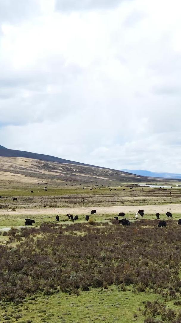 中国大草原风景高原牦牛群航拍视频的预览图