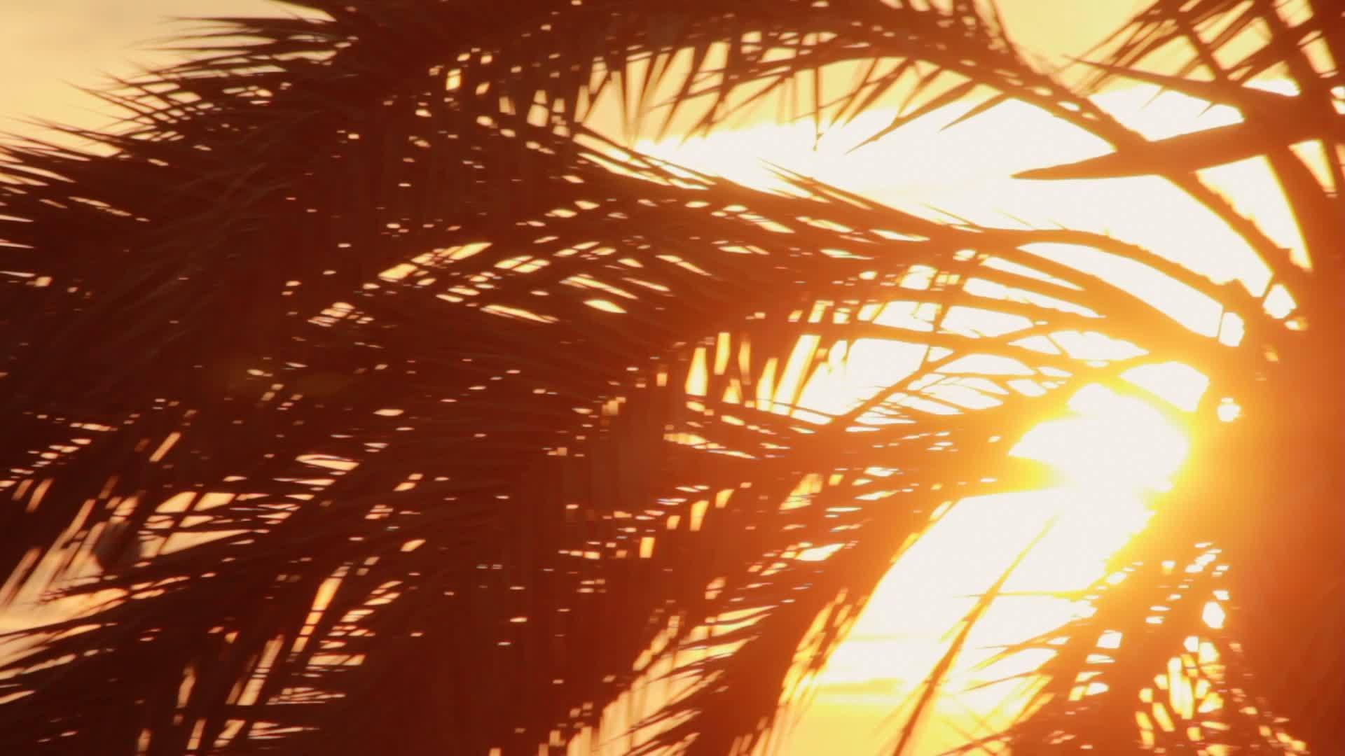 棕榈树的背景视频的预览图