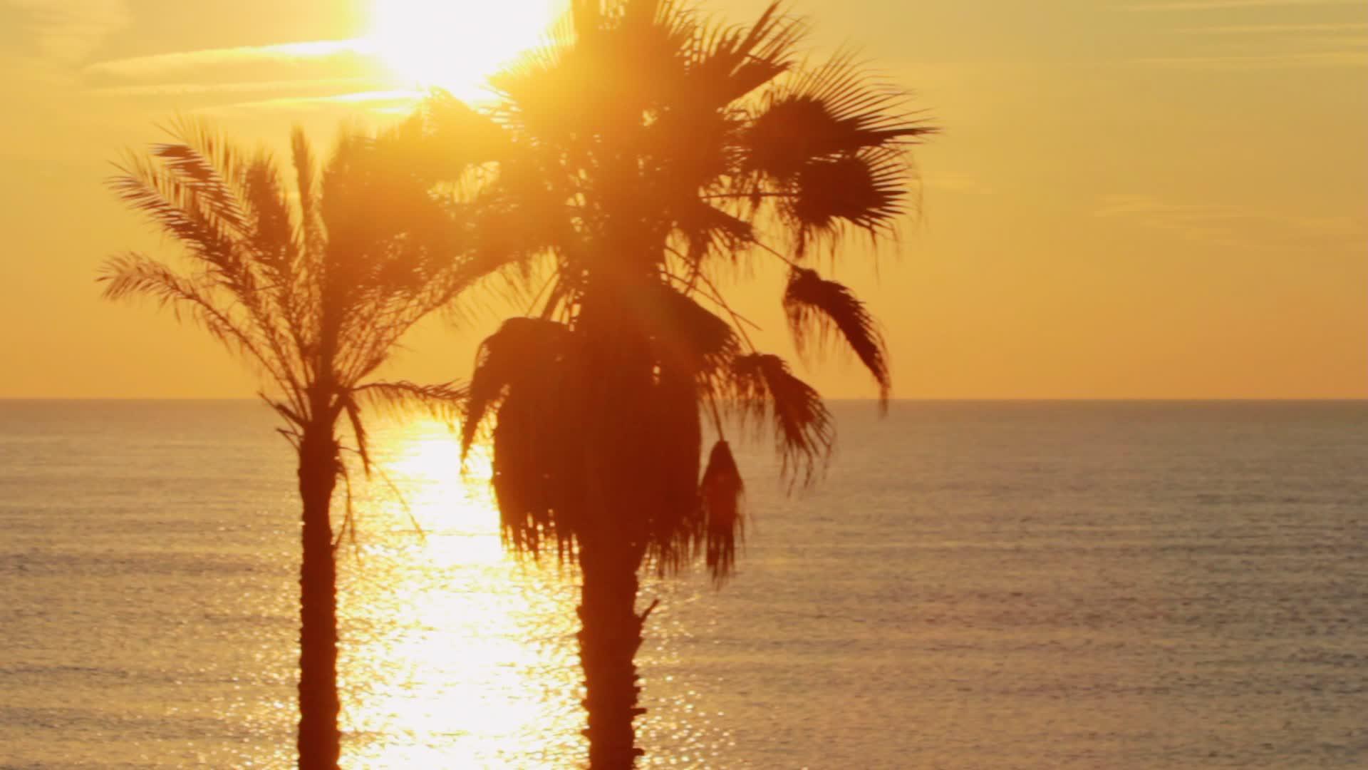 棕榈树在热带海滩全景观赏视频的预览图