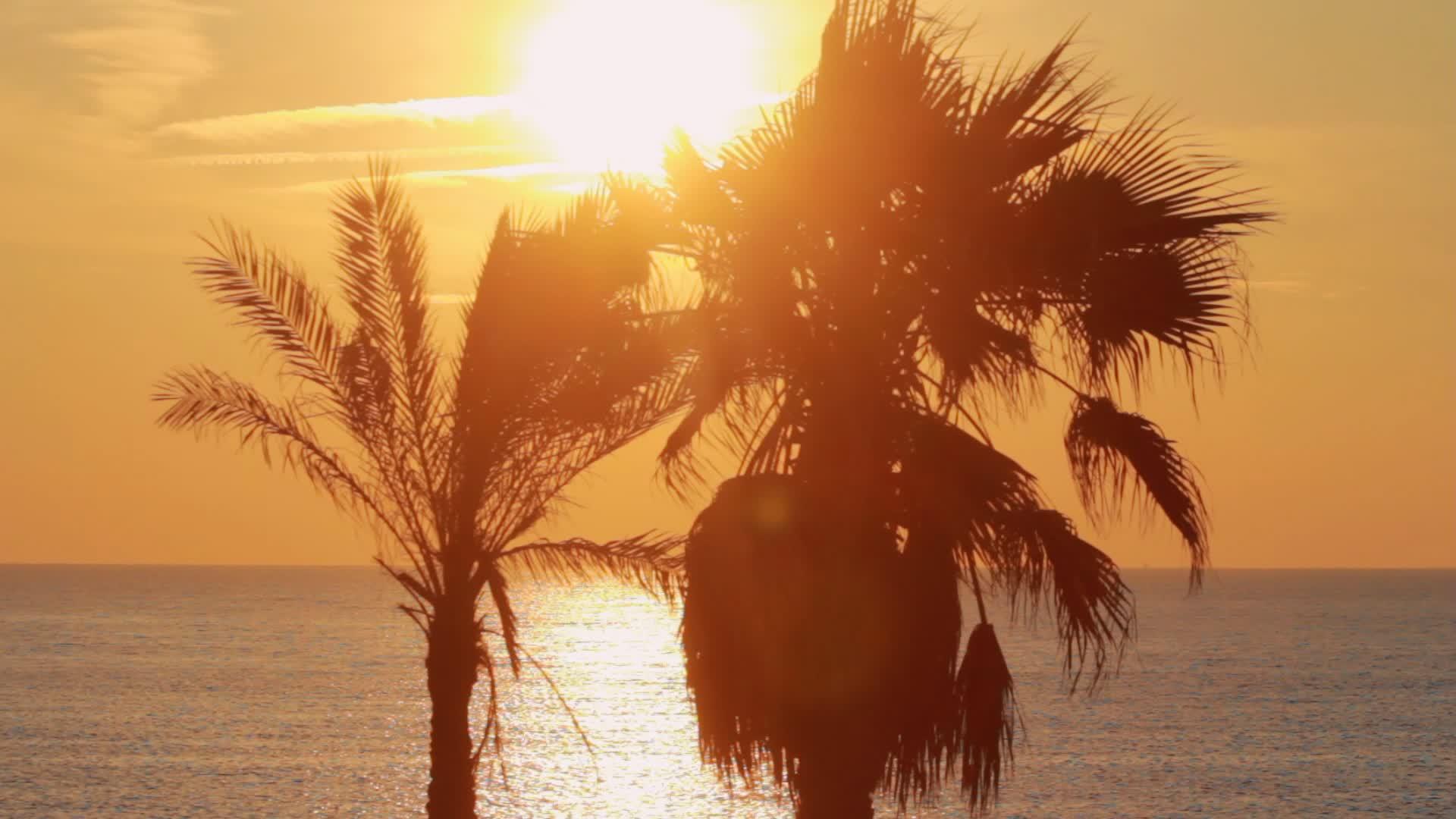 夕阳下的棕榈树视频的预览图