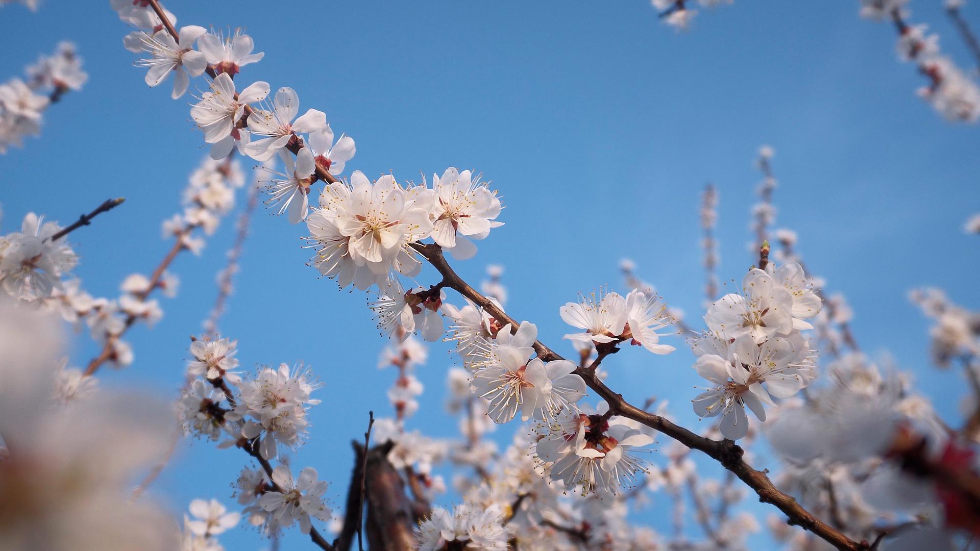 春天蓝天下的杏花视频的预览图