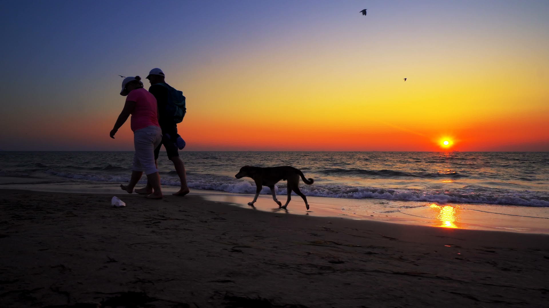 日落时海滩上有夫妇和狗暑假旅行的概念视频的预览图