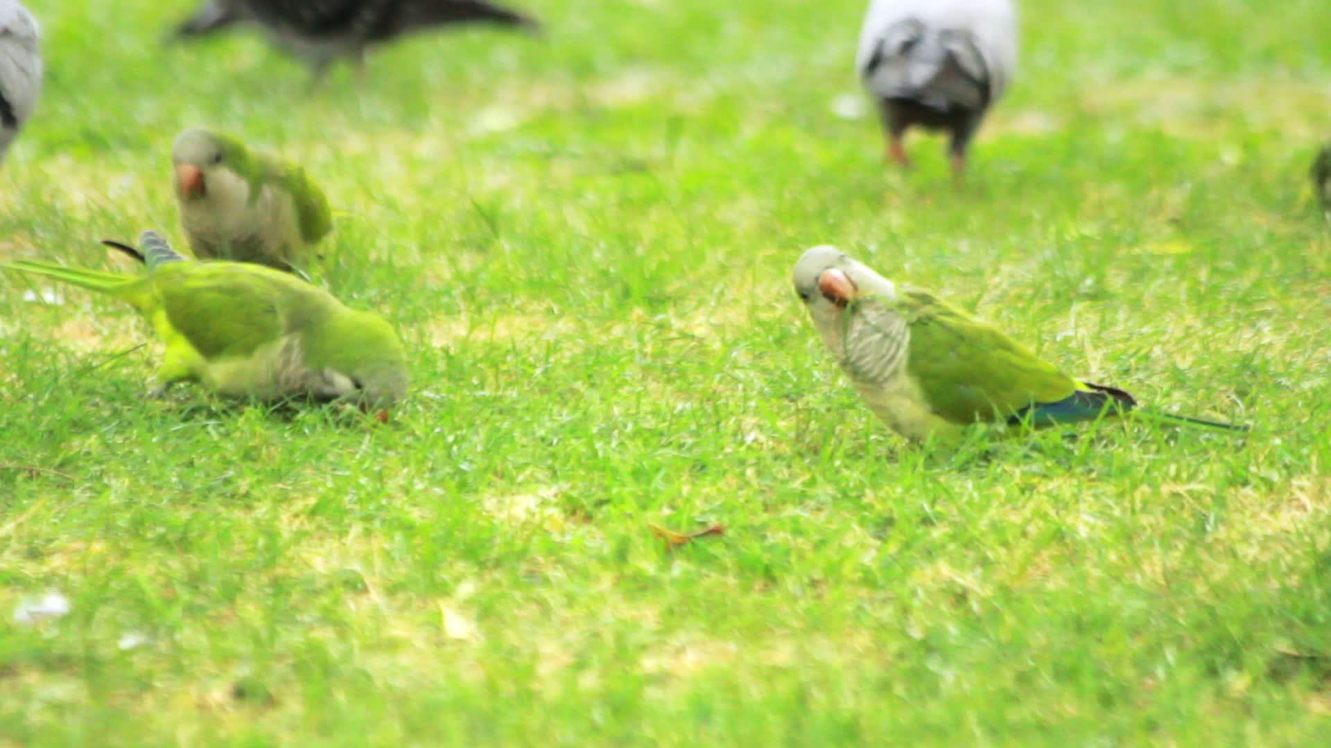 食用绿草的鹦鹉鸟在绿鹦鹉上行走视频的预览图