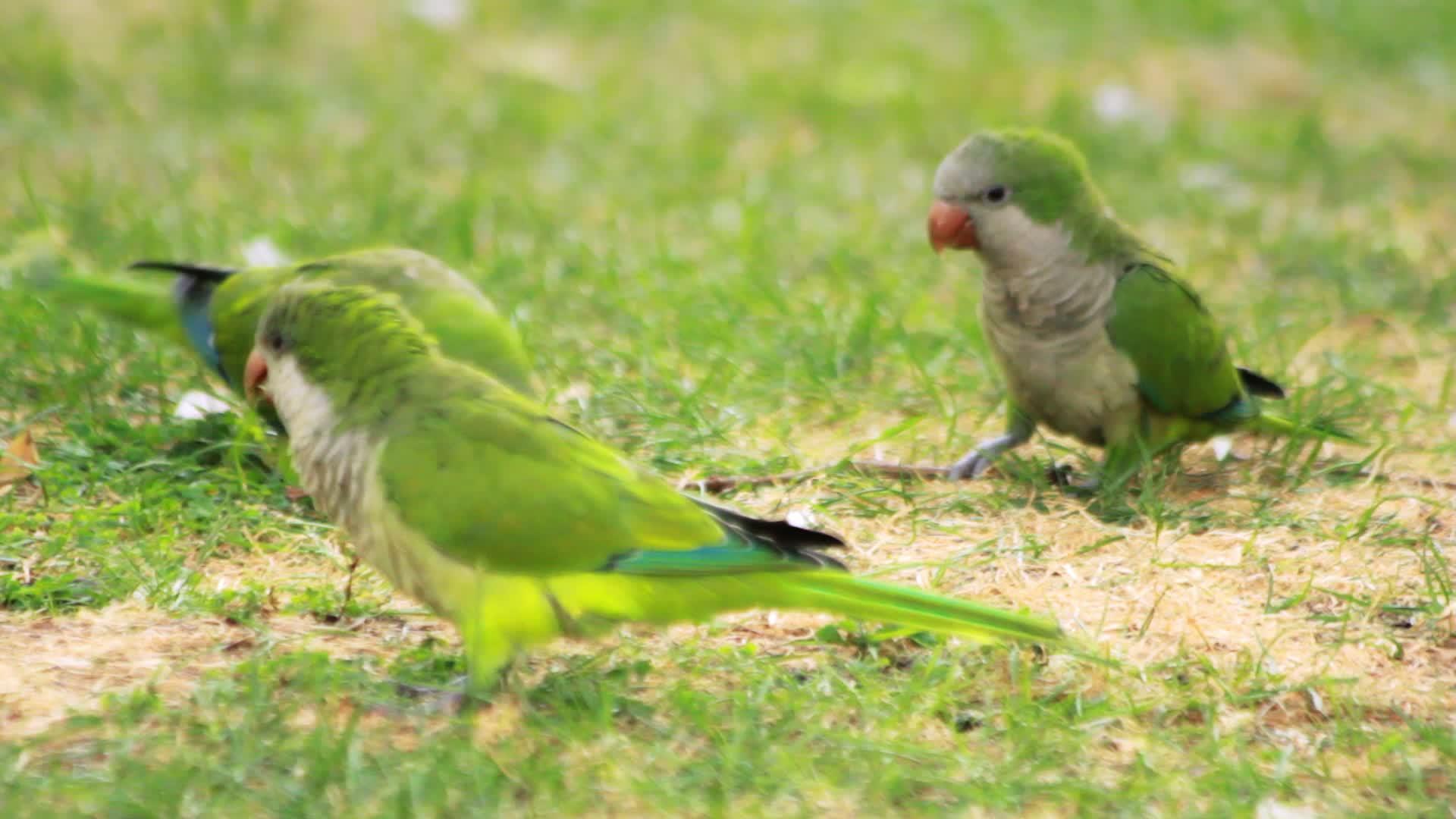 在绿草上行走的鹦鹉在草地上玩耍视频的预览图