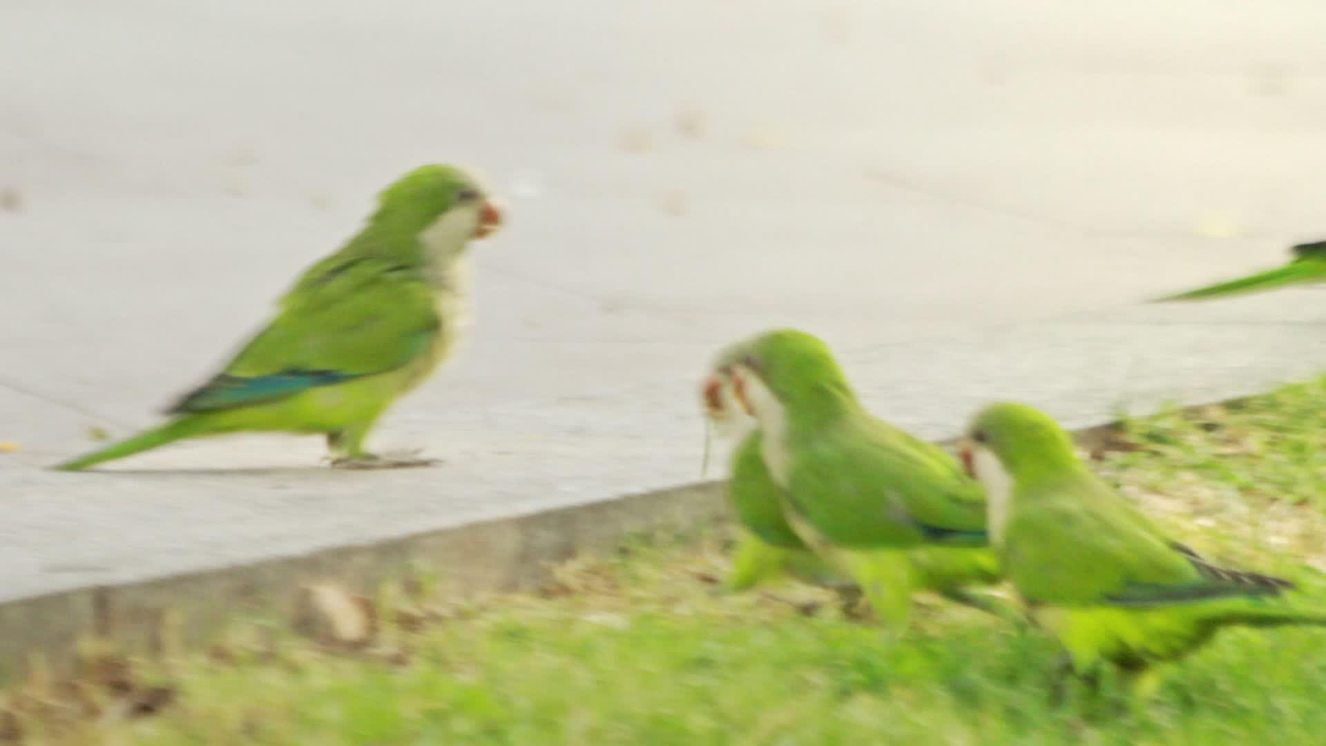 鹦鹉鸟在夏天的公园里行走视频的预览图