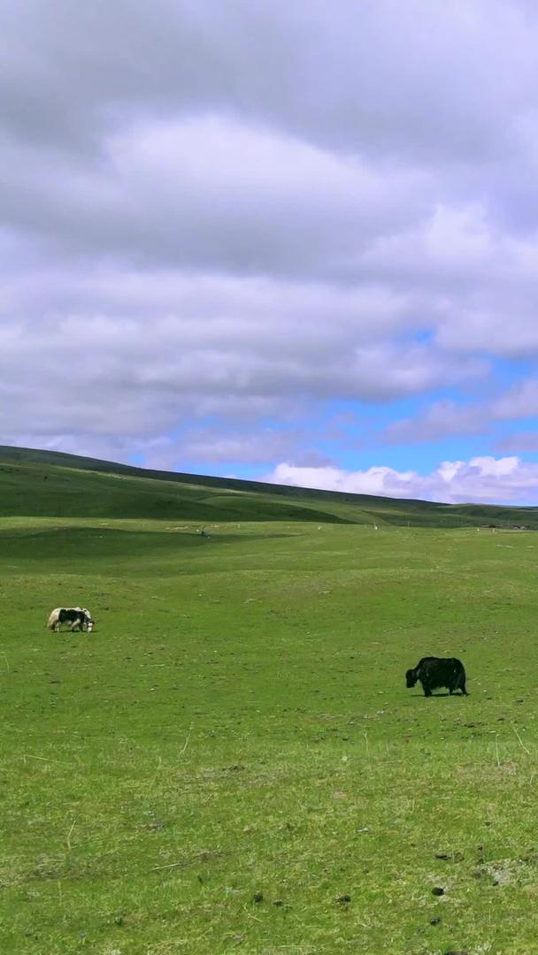 航拍青海草原上牦牛群视频的预览图