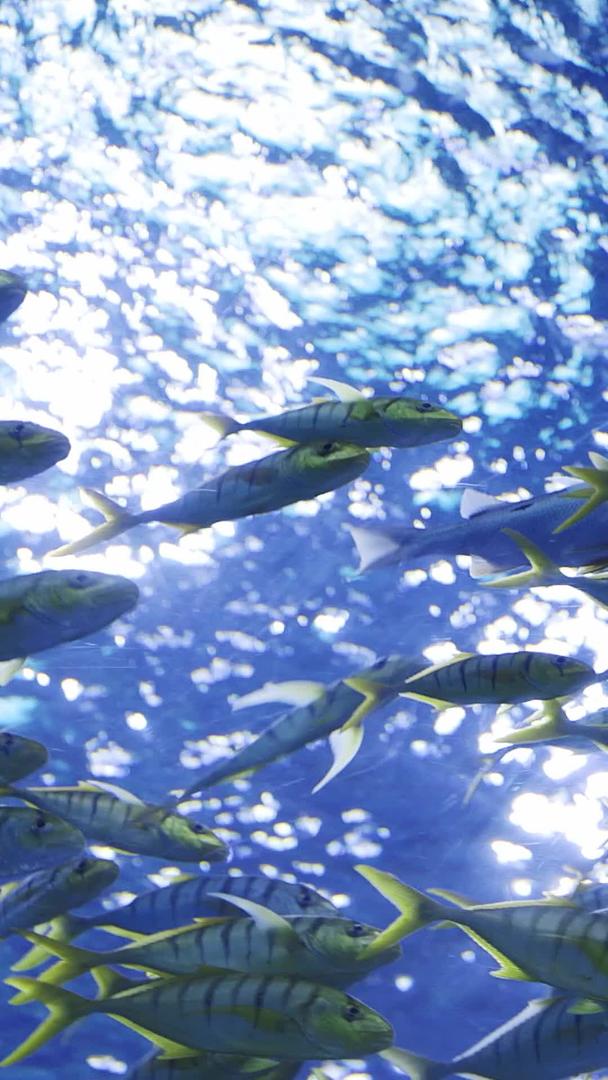 水族馆里的鱼群视频的预览图
