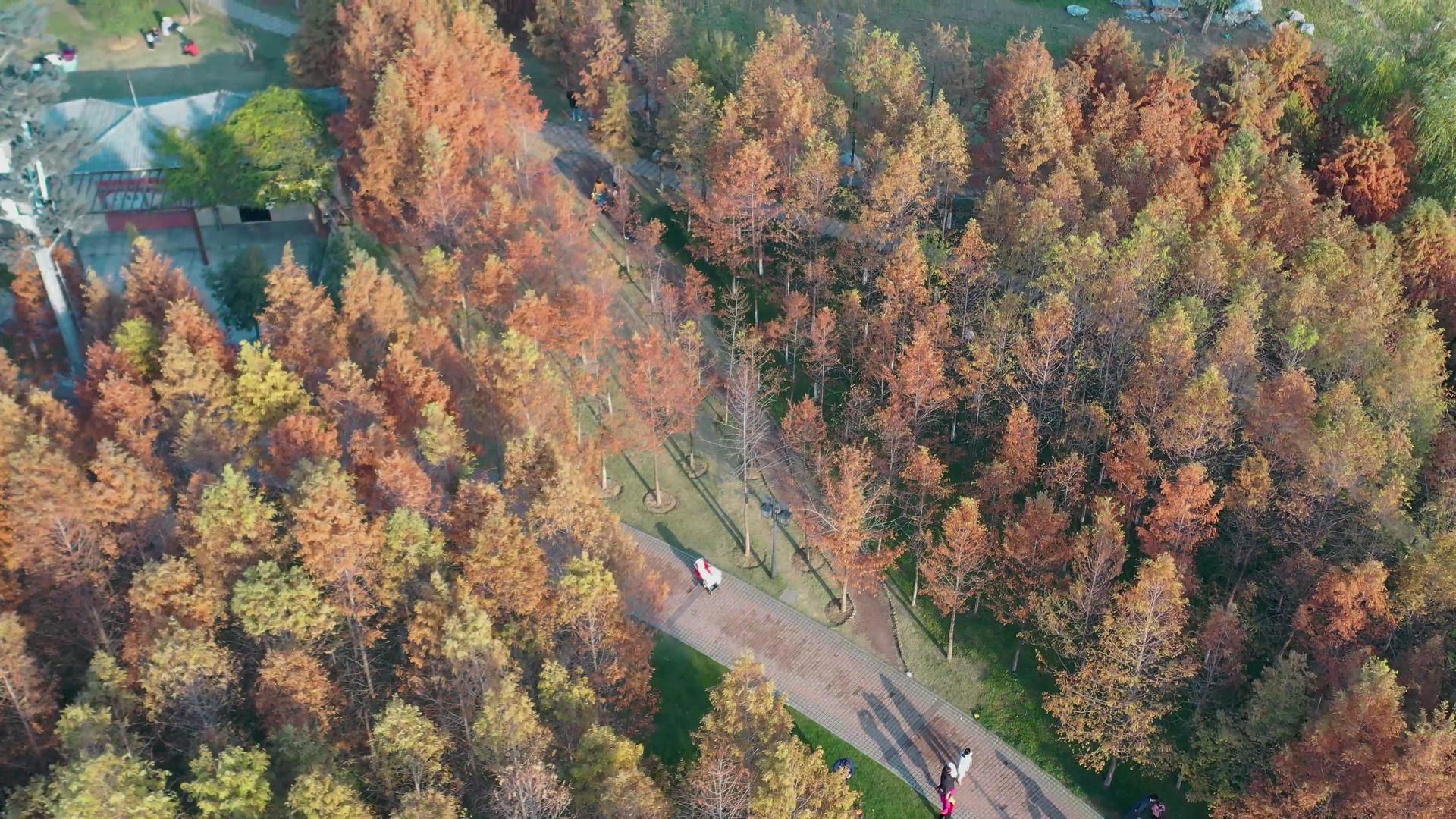 航拍公园户外色彩斑斓的树视频的预览图